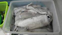 すさみでヤエン釣り、アオリイカ6杯