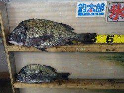 天神崎地磯　フカセで年なしチヌ★