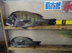 天神崎地磯　フカセで年なしチヌ★