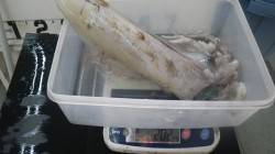 アオリイカ2.02kgと1.45kg〜口和…