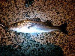 久美浜　バイブレーションでシーバスGET