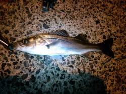 久美浜　バイブレーションでシーバスGET