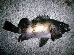 久美浜　バイブレーションでシーバスGET