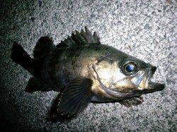 夕日港でのメバリング釣果