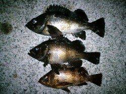 夕日港でのメバリング釣果