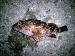 久美浜　メバリングでガシラ＆メバル♪