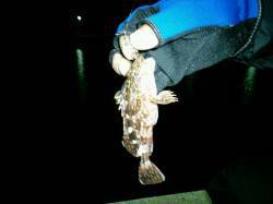 久美浜でメバリングを楽しみました　12日夜…