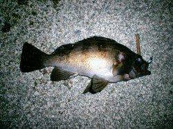 久美浜でメバリングを楽しみました　12日夜の釣果