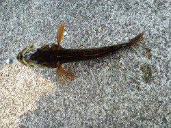 久美浜　エギング調査後のメバリングでガシラがヒット