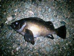 大雨の中久美浜メバリング釣行♪ 良型メバルに出会えました(*^^*)