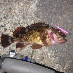 本荘人工島、強風でアタリとり辛い中ガシラの釣果