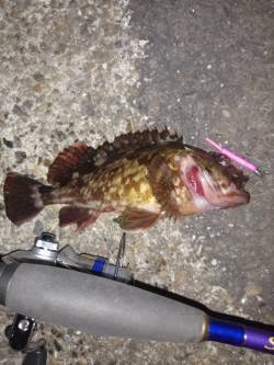 本荘人工島、強風でアタリとり辛い中ガシラの…