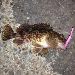 本荘人工島、強風でアタリとり辛い中ガシラの釣果