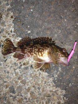 本荘人工島、強風でアタリとり辛い中ガシラの釣果