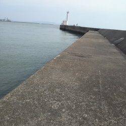 高砂港にてシラサの胴突で探り釣り