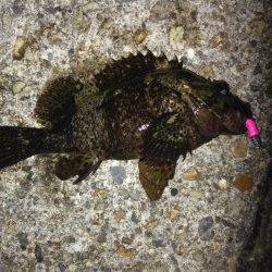 本荘人工島でメバリング、5分間の時合にタケノコメバル&メバル