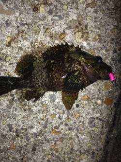 本荘人工島でメバリング、5分間の時合にタケ…