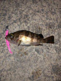 本荘人工島でメバリング、5分間の時合にタケノコメバル&メバル