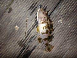 強風のためボトム狙いでタケノコメバル 本荘人工島メバリング