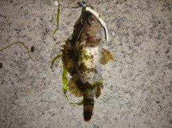 強風のためボトム狙いでタケノコメバル 本荘人工島メバリング