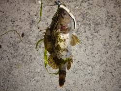 強風のためボトム狙いでタケノコメバル 本荘…