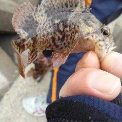 東二見でタケノコメバル・ガシラ〜シラサをエサに探り釣り