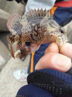 東二見でタケノコメバル・ガシラ〜シラサをエサに探り釣り