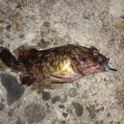 高砂港メバリング、本命のアタリあるものの乗らずガシラの釣果