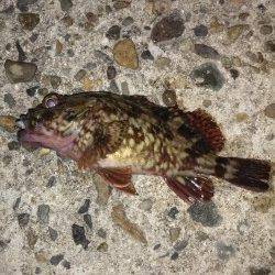 高砂港メバリング、本命のアタリあるものの乗らずガシラの釣果