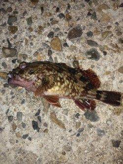 高砂港メバリング、本命のアタリあるものの乗らずガシラの釣果