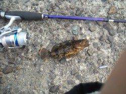 高砂港シラサで探り釣り。アイナメとタケノコメバル