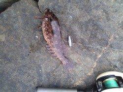 高砂港シラサで探り釣り。アイナメとタケノコメバル