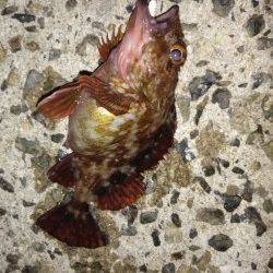 高砂港メバリングのつもりがガシリングに変更