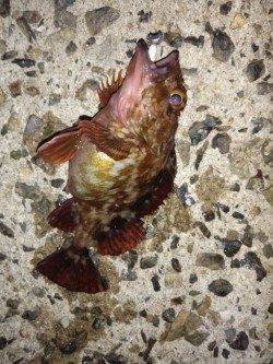 高砂港メバリングのつもりがガシリングに変更