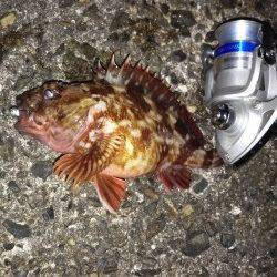 高砂港メバリングのつもりがガシリングに変更