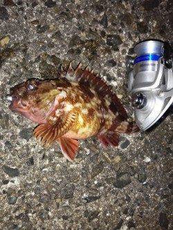 高砂港メバリングのつもりがガシリングに変更