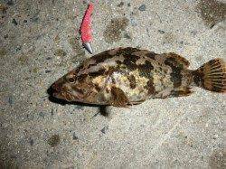 舞洲　ランガンゲームでカサゴのアタリ！