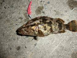 舞洲　ランガンゲームでカサゴのアタリ！