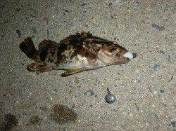 舞洲で自作リグで釣行！ベッコウゾイにカサゴ