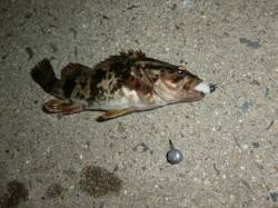 舞洲で自作リグで釣行！ベッコウゾイにカサゴ…