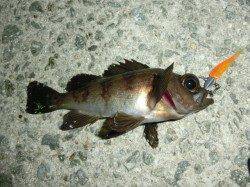 パールホワイトにソイ、オレンジはメバルがヒット〜福良湾メバリング