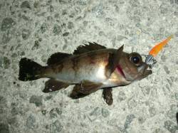 パールホワイトにソイ、オレンジはメバルがヒ…