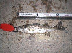 舞洲、ライトワインドでシーバス