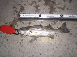 舞洲、ライトワインドでシーバス