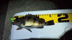 谷川漁港　強風の中でのメバリングでボーズ覚…