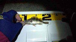 谷川漁港　強風の中でのメバリングでボーズ覚悟の釣行