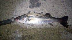 貝塚シーバス狙いに出陣！ 3本GET出来候う!!