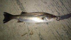 貝塚シーバス狙いに出陣！ 3本GET出来候う!!