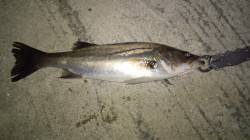 貝塚シーバス狙いに出陣！ 3本GET出来候…