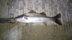 バチ未確認ながら若干数のボイルは有〜貝塚周辺シーバス